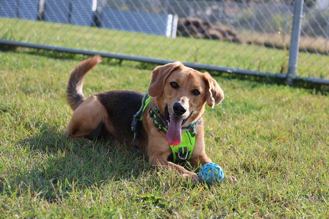 Milo, waiting for his forever home at Calgary Humane Society